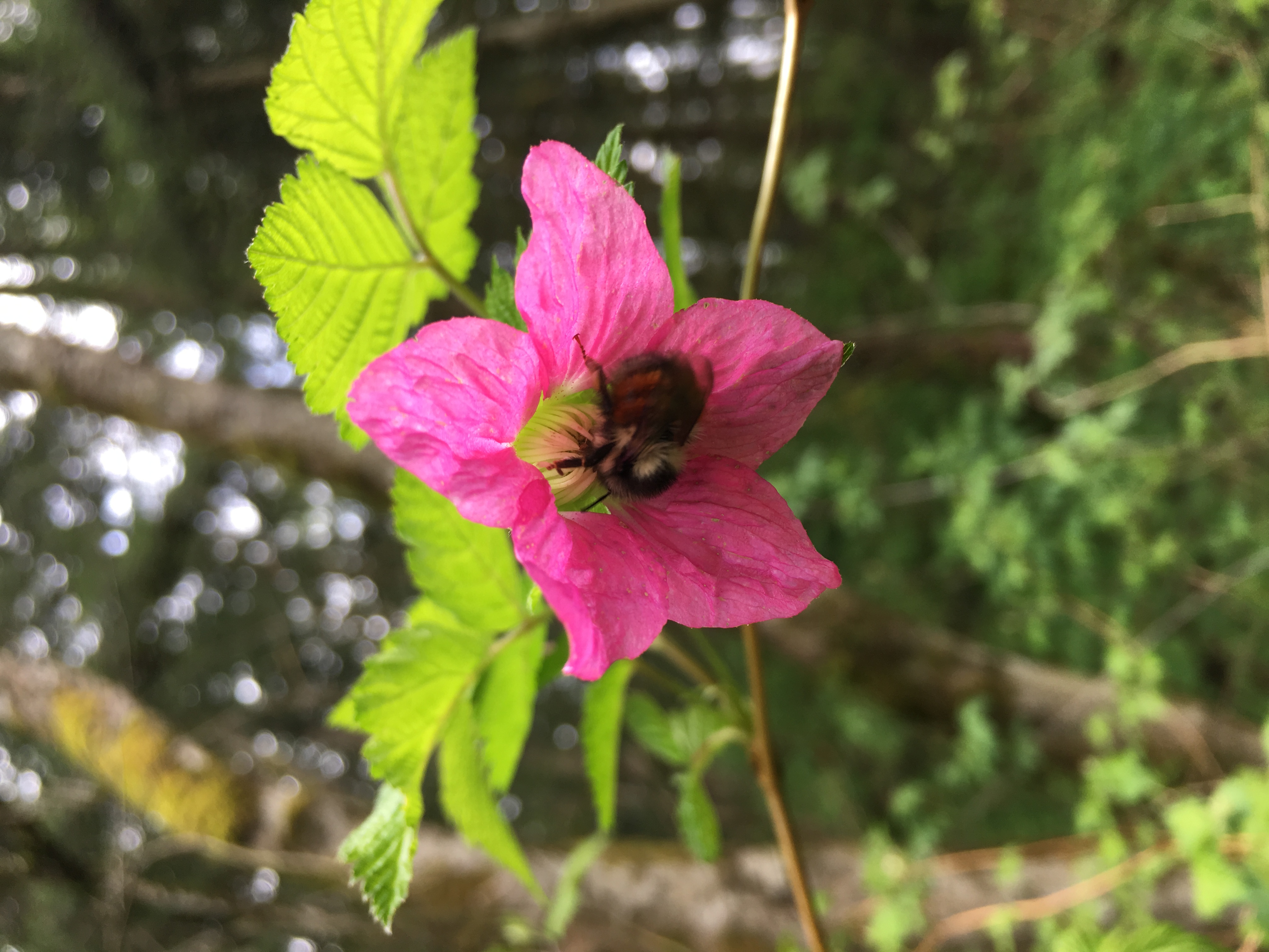Pocket Gardens for Bees and Butterflies