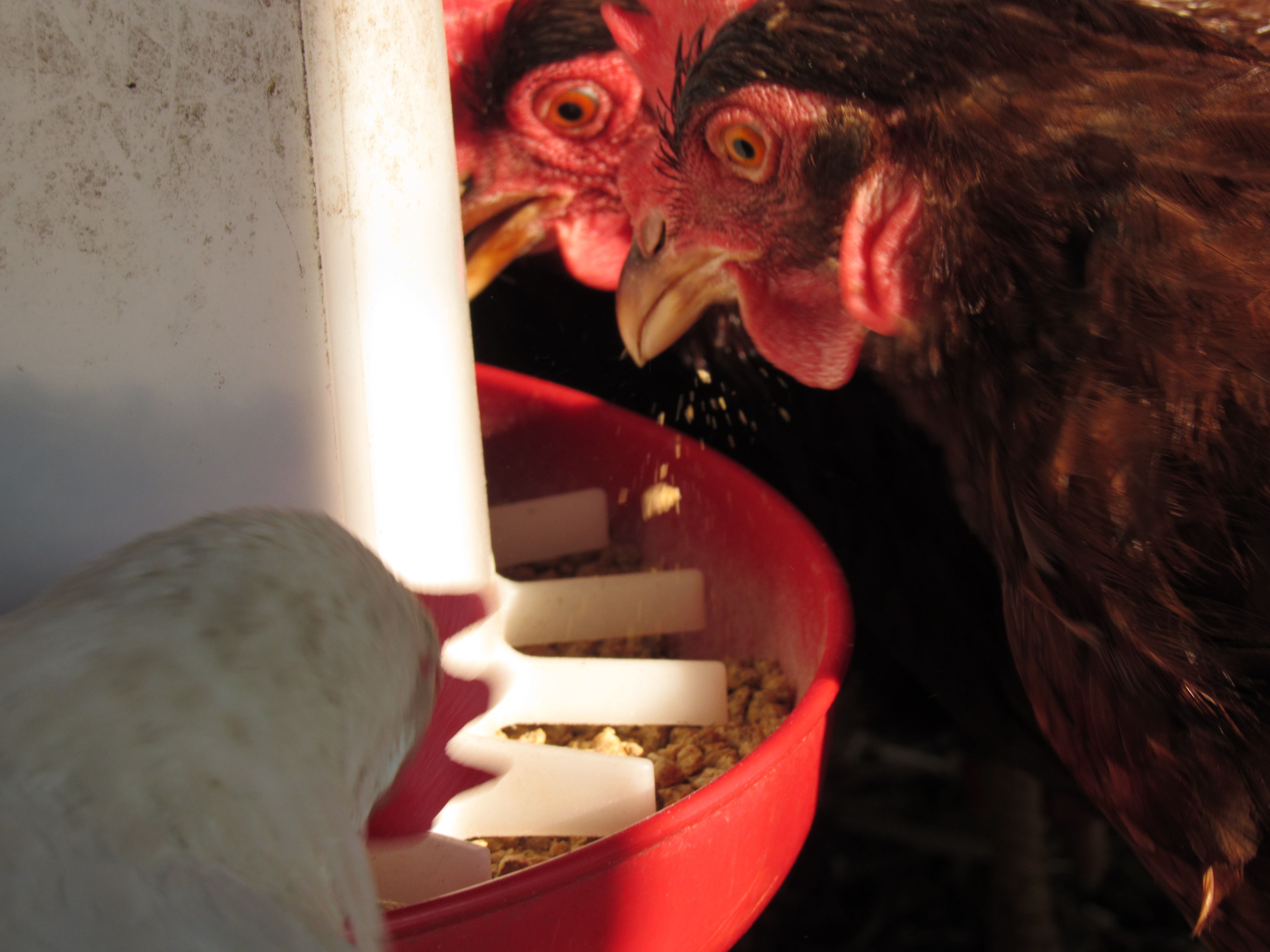 a chicken eats from a feeder