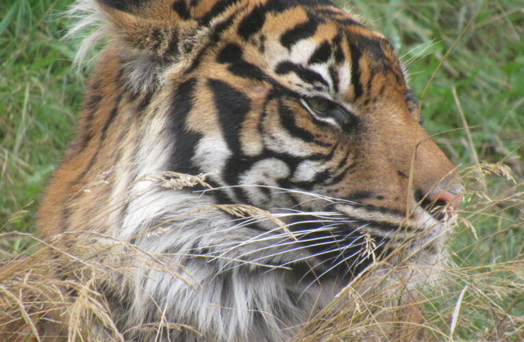 The Fight to Save the Sumatran Tiger