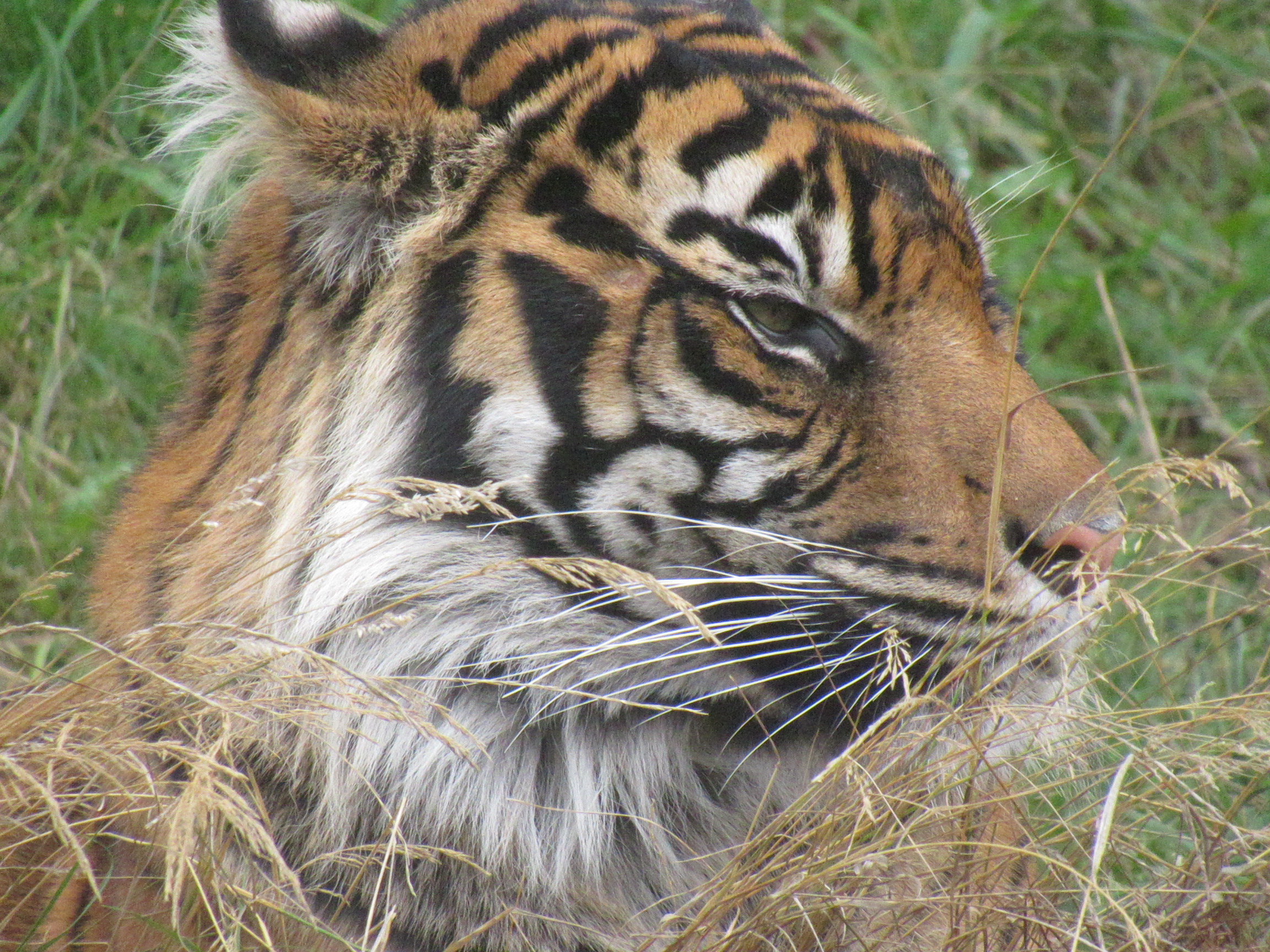 A sumatran tiger snoozing in the grass
